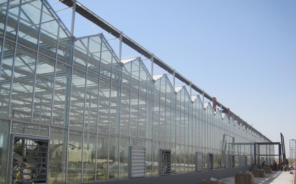 原種場(chǎng)玻璃溫室項(xiàng)目實(shí)景圖